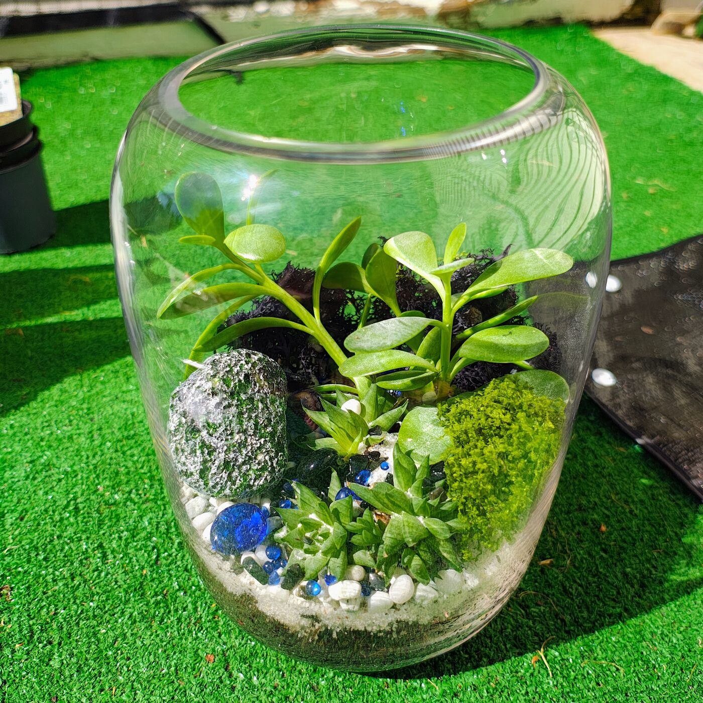 Succulent Terrarium (glass)