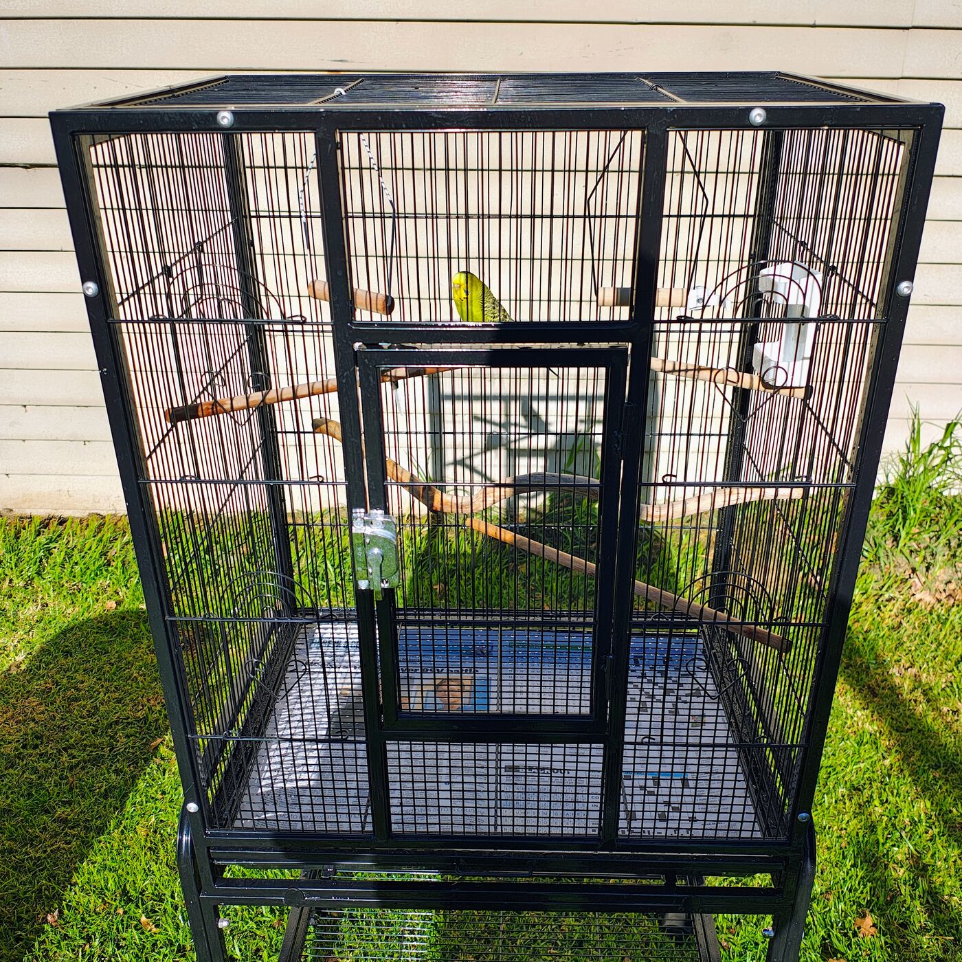 Click to enlarge Two Budgies + Large Cage & Complete Setup