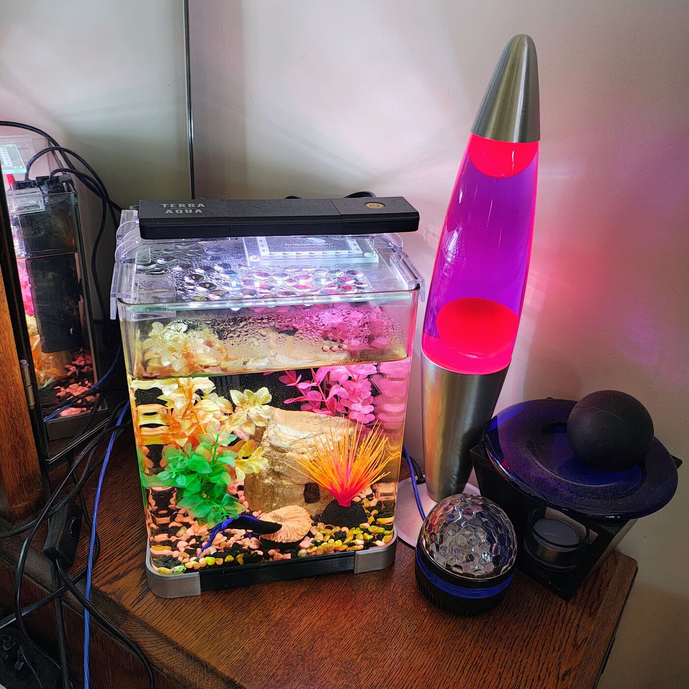 Betta Fish Tank (9L, complete) — 'Vanity'