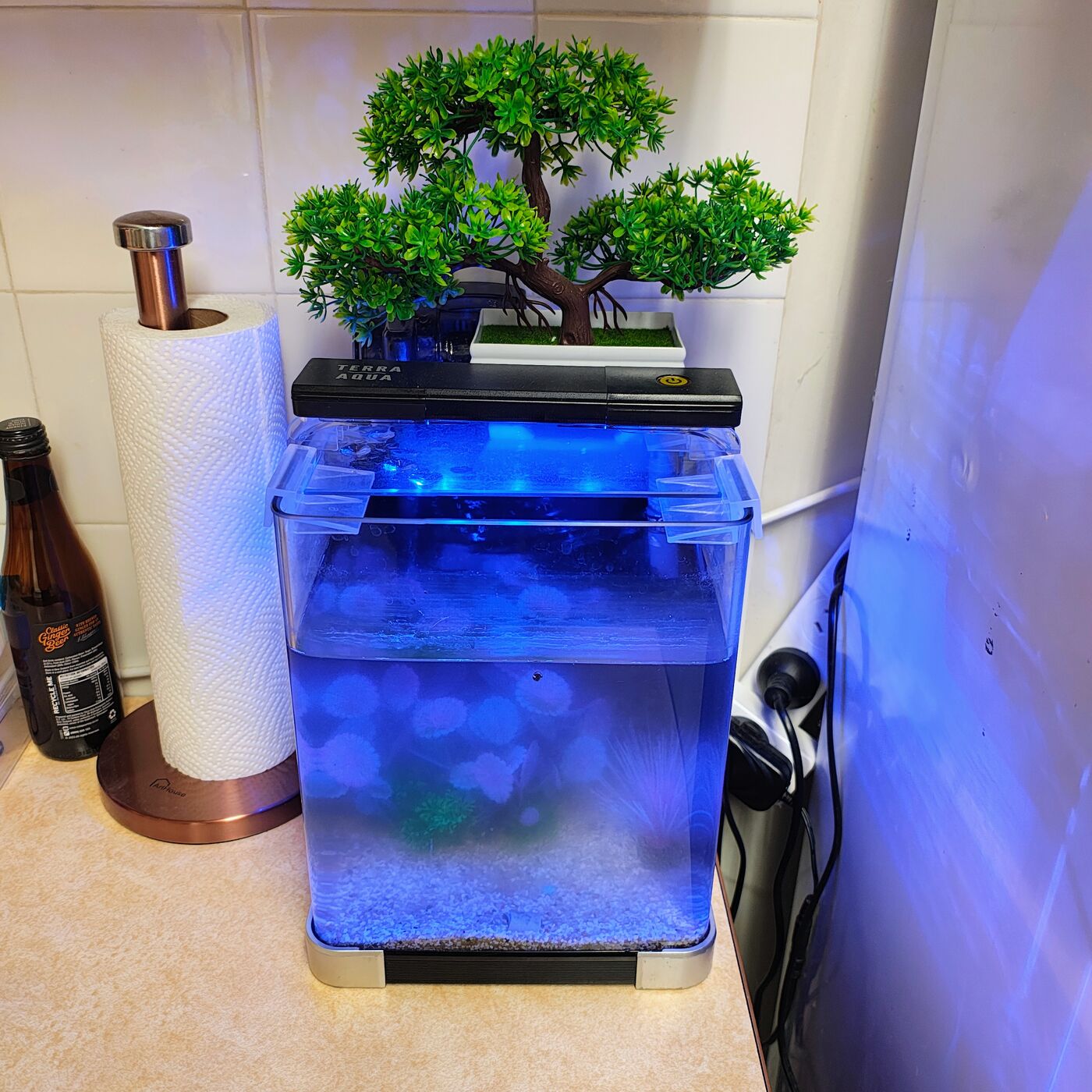 Betta Fish Tank (9L, complete) — 'Kitchen'