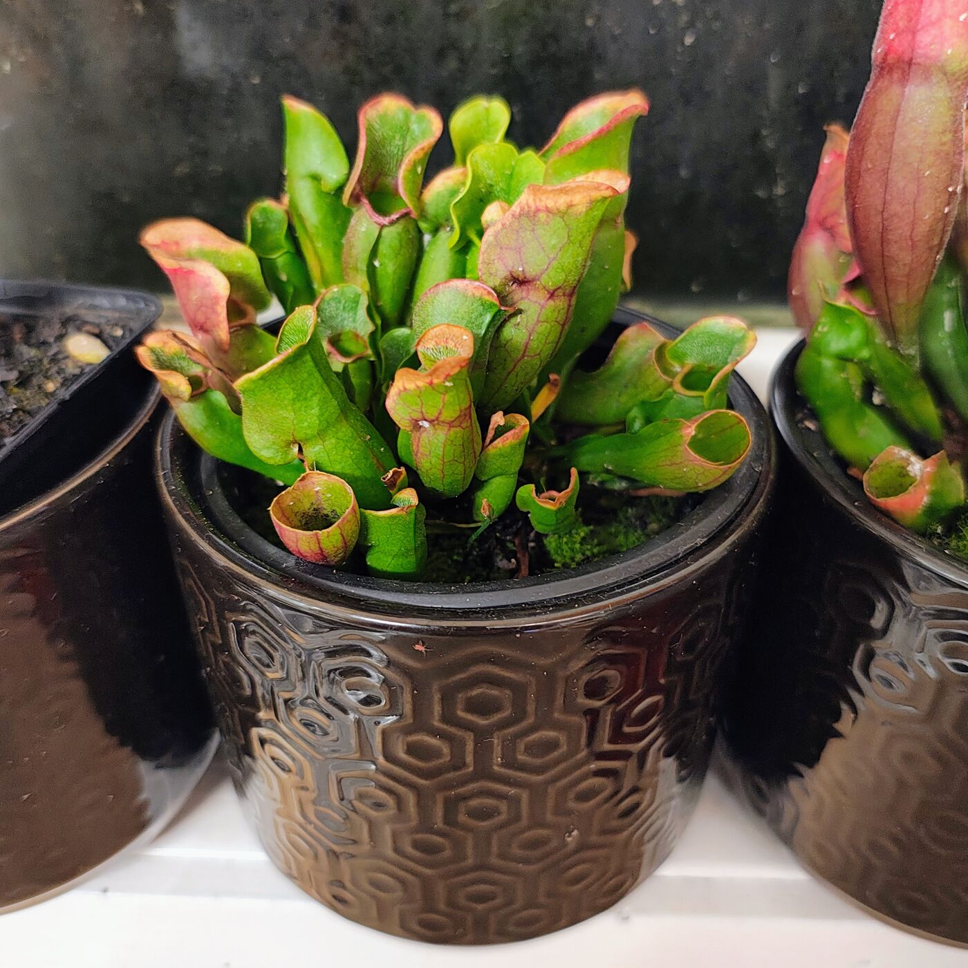 Sarracenia Pitcher Plant in Glazed Pot