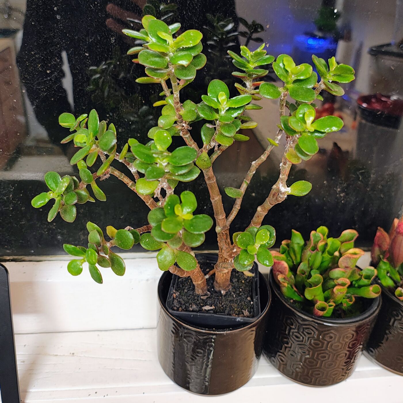 Jade Plant (Crassula ovata) in Glazed Pot