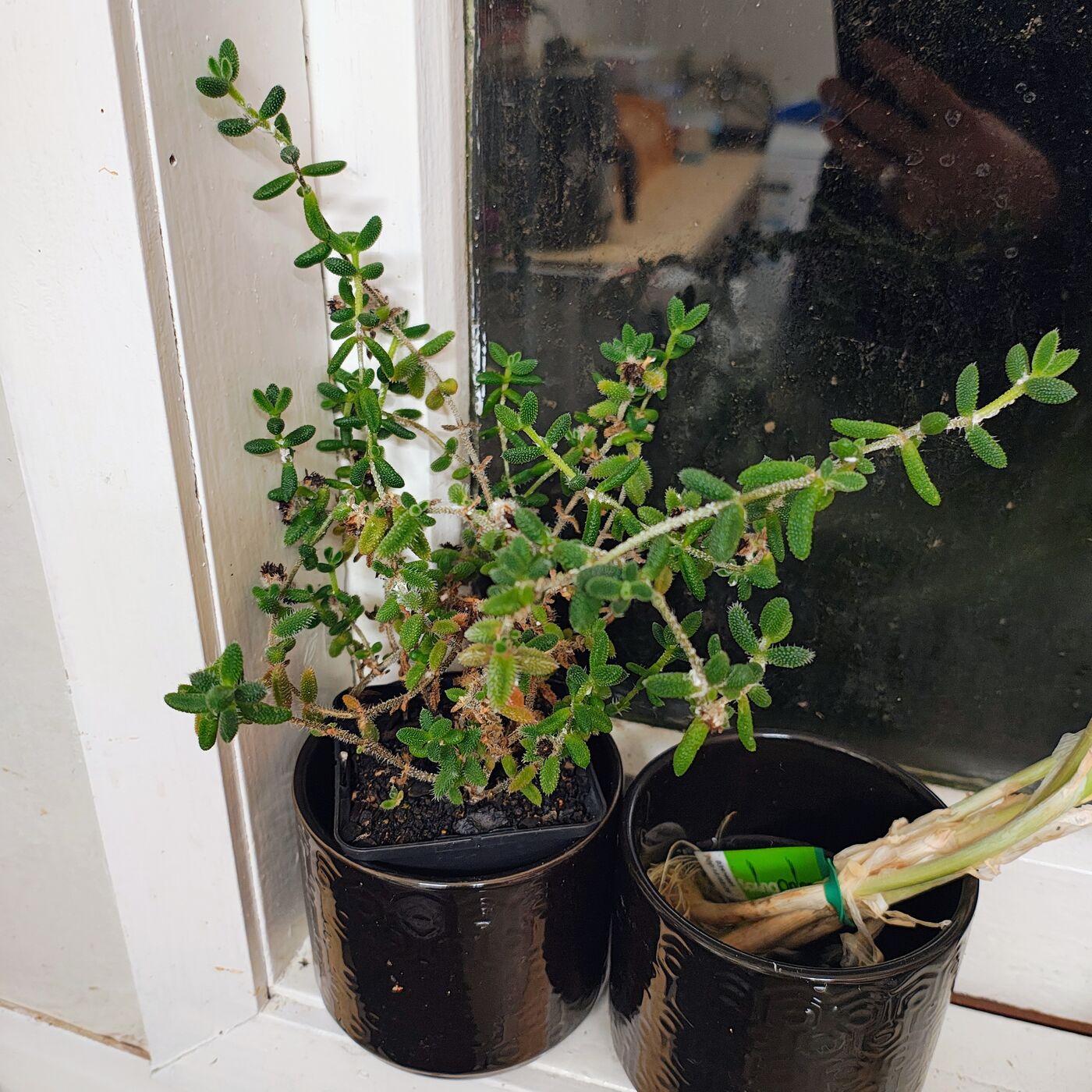 Trailing Succulent in Glazed Pot