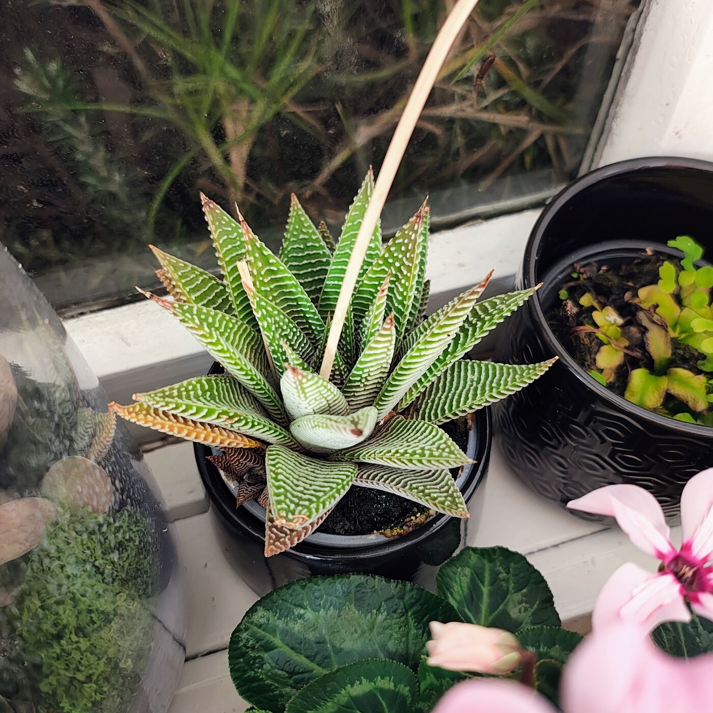 Aloe / Haworthia Succulent in Glazed Pot