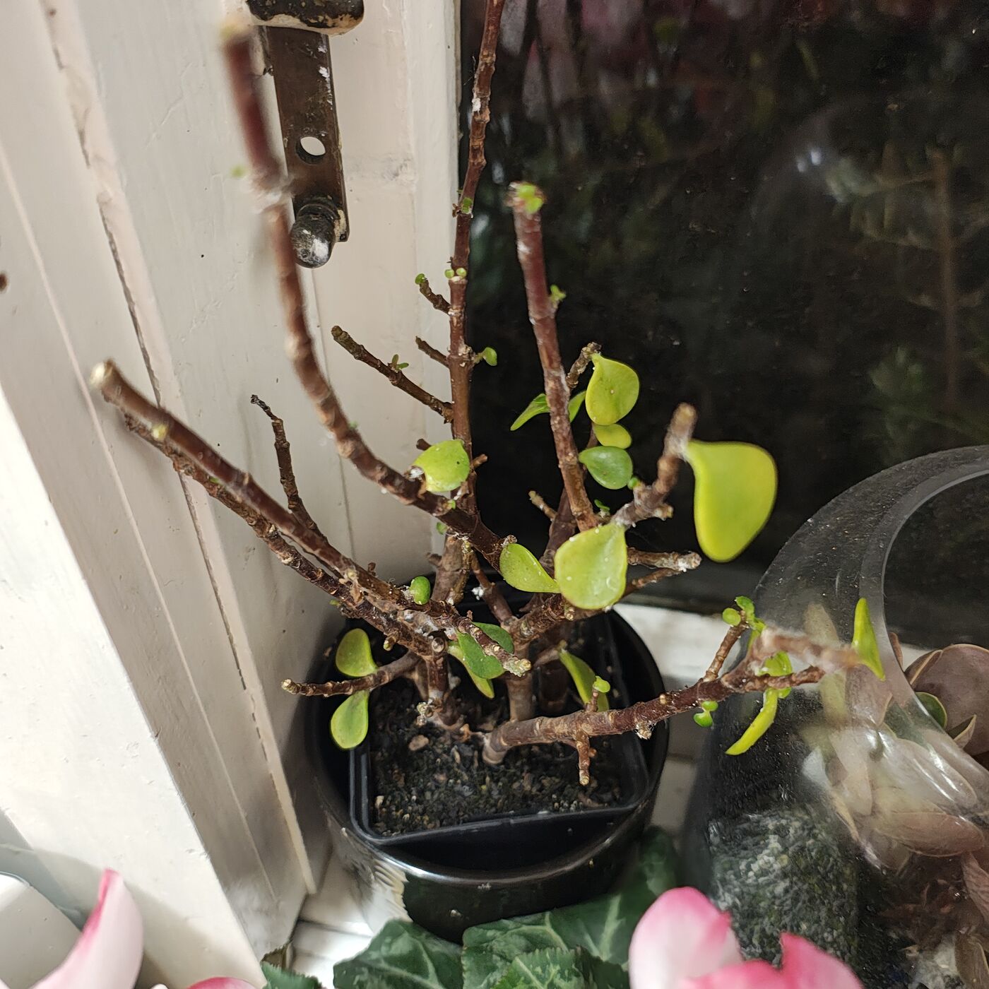 Elephant Bush (Portulacaria afra) in Glazed Pot